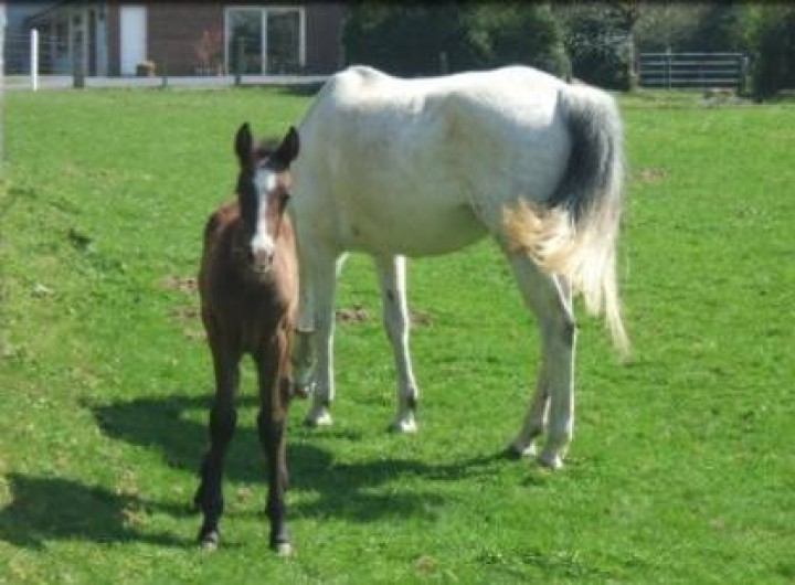 Location de vacances - Gîte à Erquières