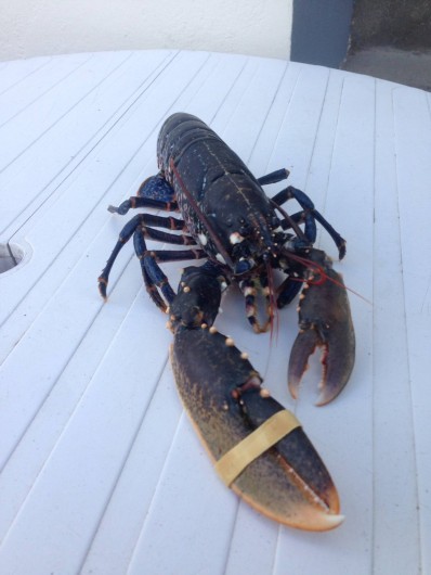 Location de vacances - Villa à Audresselles