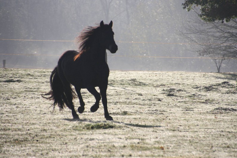 Location de vacances - Gîte à La Force - Niño