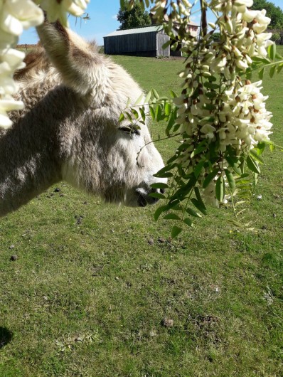 Location de vacances - Gîte à La Force - Ugo