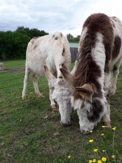 Location de vacances - Gîte à La Force - Moana et Marley