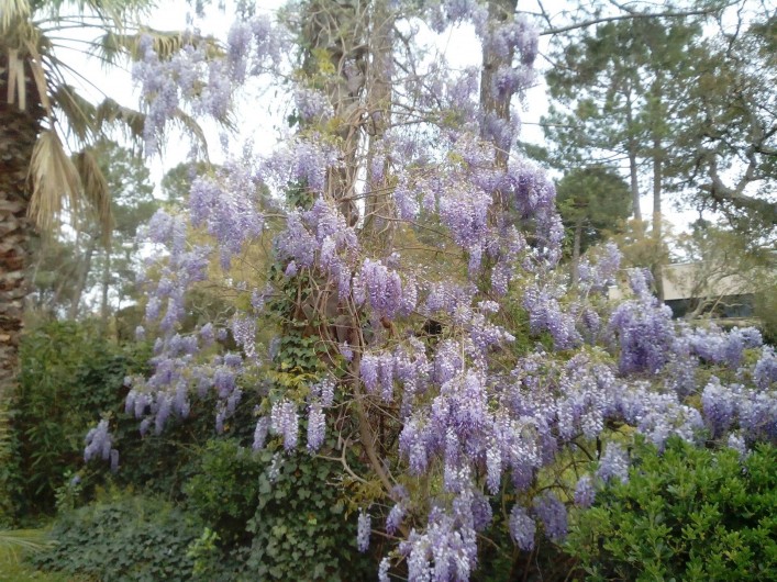 Location de vacances - Studio à Porto-Vecchio - JARDIN