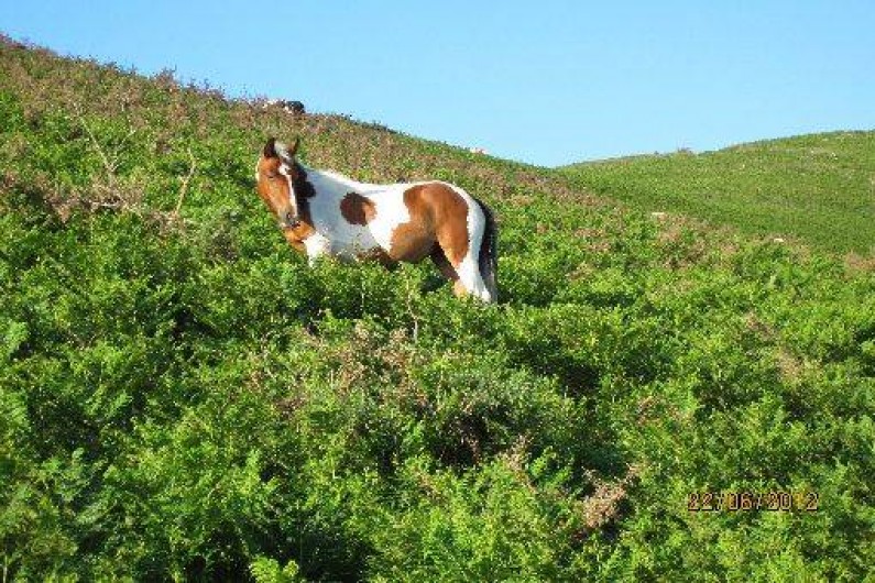 Location de vacances - Appartement à Hasparren