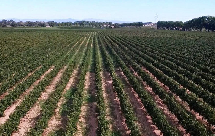 Location de vacances - Château - Manoir à Saint-Pargoire
