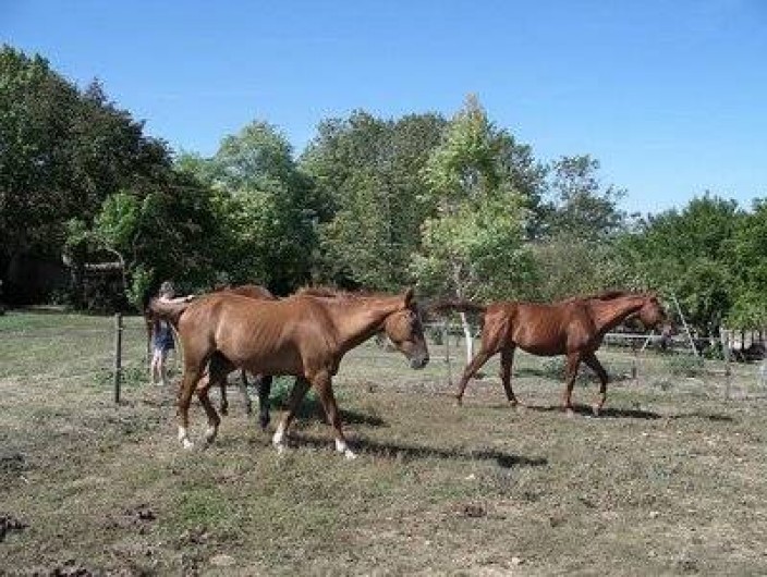 Location de vacances - Gîte à Castelnaudary