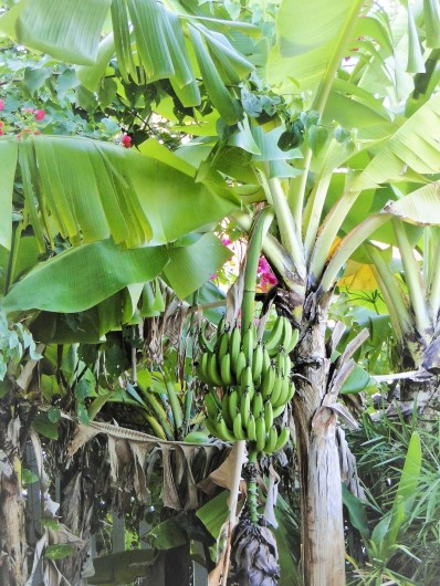 Location de vacances - Villa à Sainte-Anne