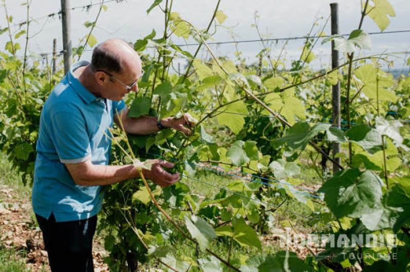 Location de vacances - Gîte à Les Champeaux - Le saviez-vous ? Alain cultive le vin depuis 20 ans en Normandie. A découvrir !