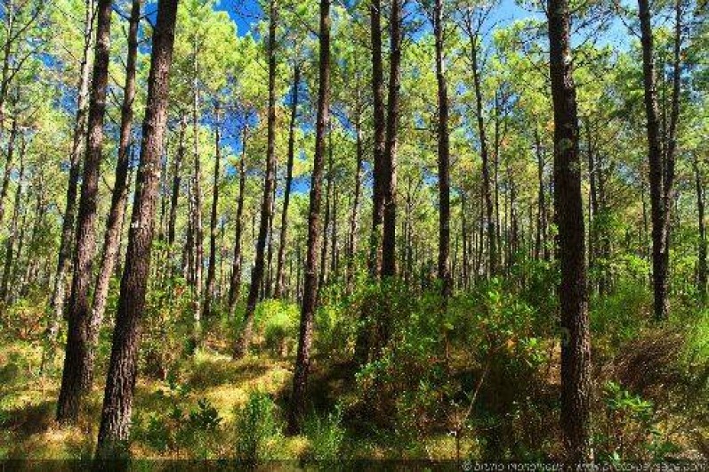 Location de vacances - Villa à Vielle-Saint-Girons