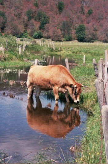 Location de vacances - Gîte à Saint-Pierre-de-Nogaret - La belle Aubrac sur le plateau...