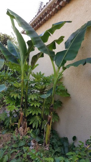 Location de vacances - Villa à Rocbaron