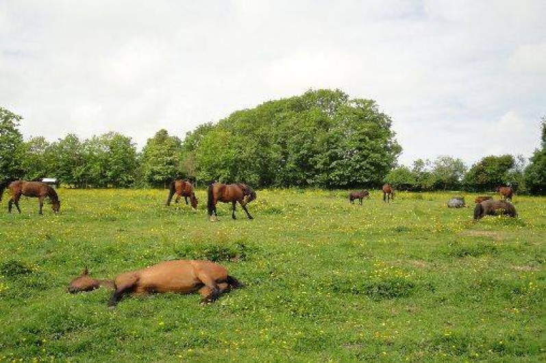 Location de vacances - Gîte à Grandcamp-Maisy
