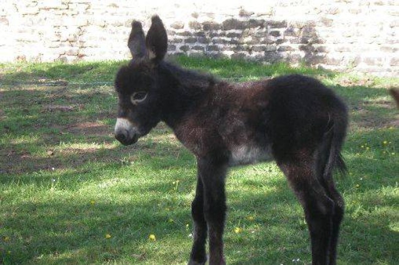 Location de vacances - Gîte à Saint-Sernin-du-Bois