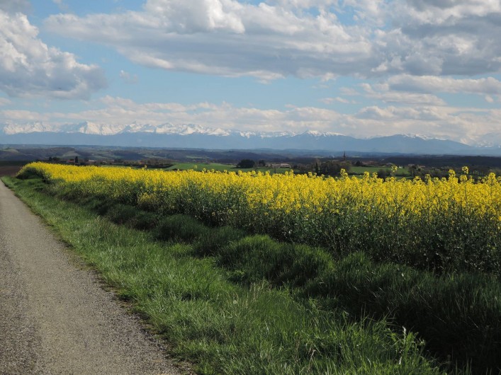 Location de vacances - Maison - Villa à Tournan - Photo prise en avril sur le chemin menant au gîte