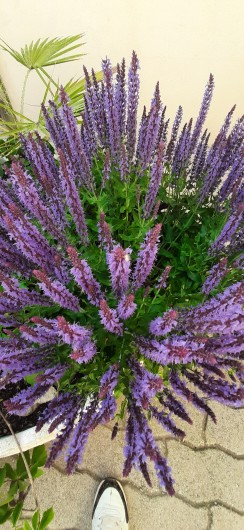 Location de vacances - Villa à Valras-Plage