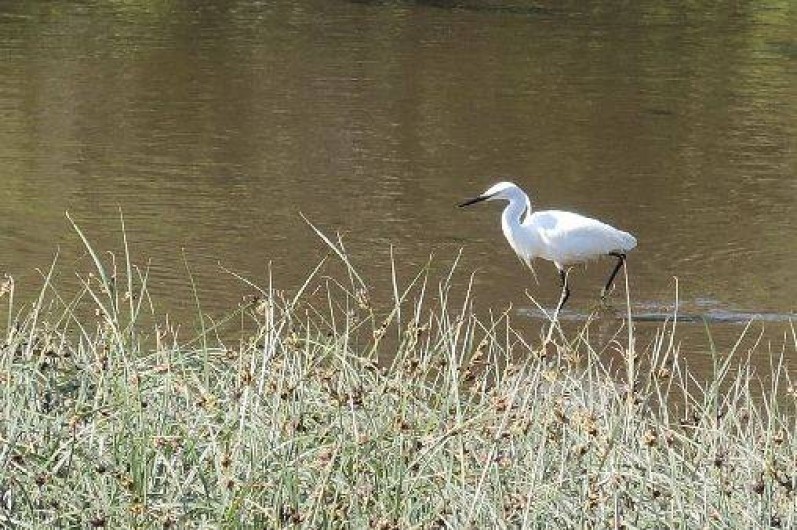 Location de vacances - Gîte à Plouhinec