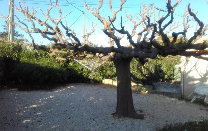 Location de vacances - Villa à Hyères - le jardin avec magnifique mûrier platane pour l'ombre