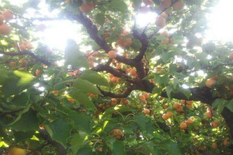 Location de vacances - Villa à Carpentras