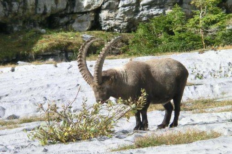 Location de vacances - Chalet à Samoëns