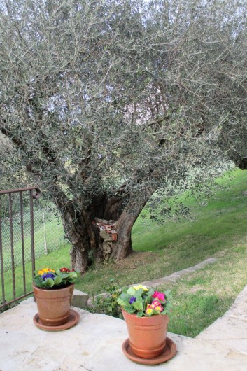 Location de vacances - Gîte à Roquefort-les-Pins