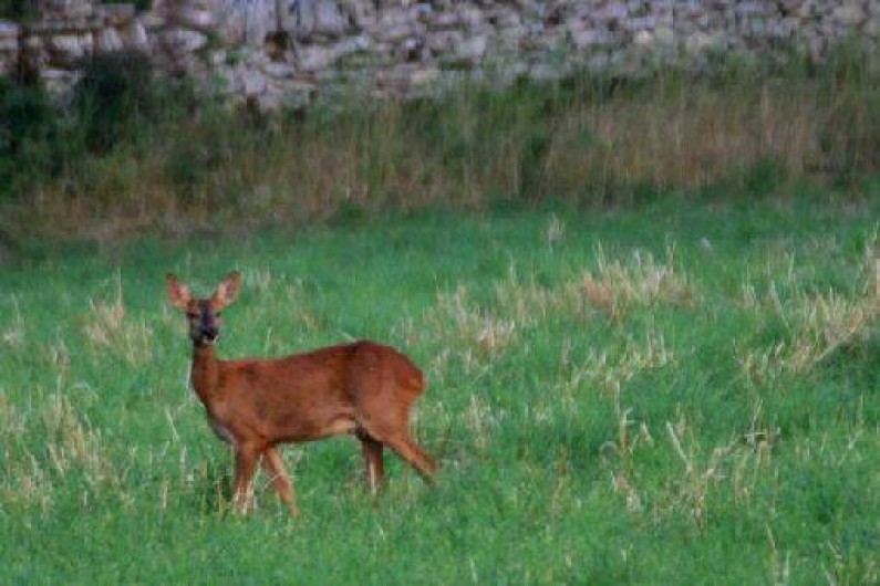 Location de vacances - Gîte à Limogne-en-Quercy