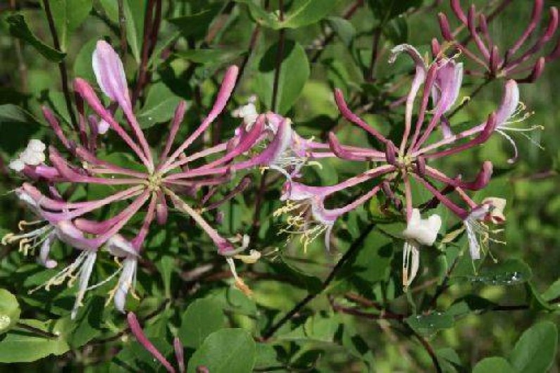 Location de vacances - Gîte à Limogne-en-Quercy