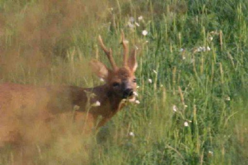 Location de vacances - Gîte à Limogne-en-Quercy