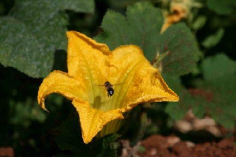 Location de vacances - Gîte à Limogne-en-Quercy