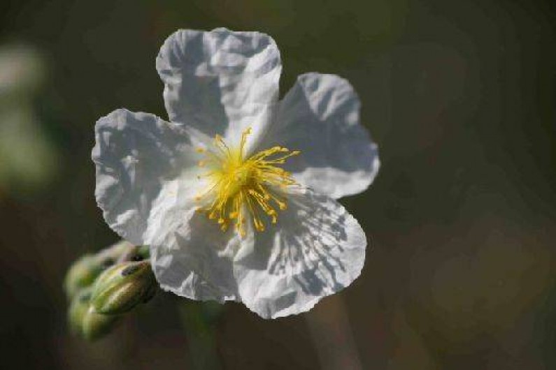 Location de vacances - Gîte à Limogne-en-Quercy