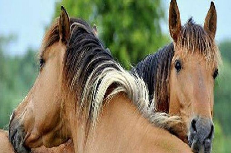 Location de vacances - Villa à Saint-Quentin-en-Tourmont