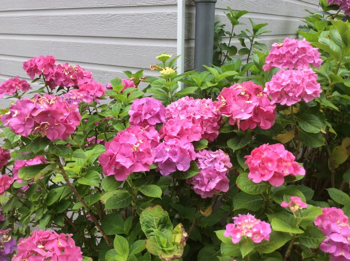 Location de vacances - Villa à Biscarrosse - Fleurs du jardin