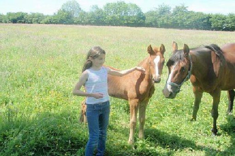 Location de vacances - Gîte à Doudeauville