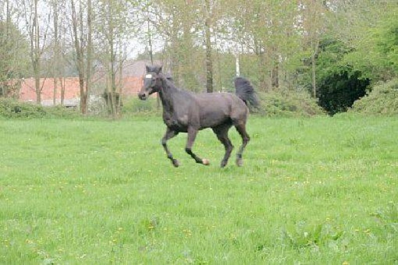 Location de vacances - Gîte à Doudeauville