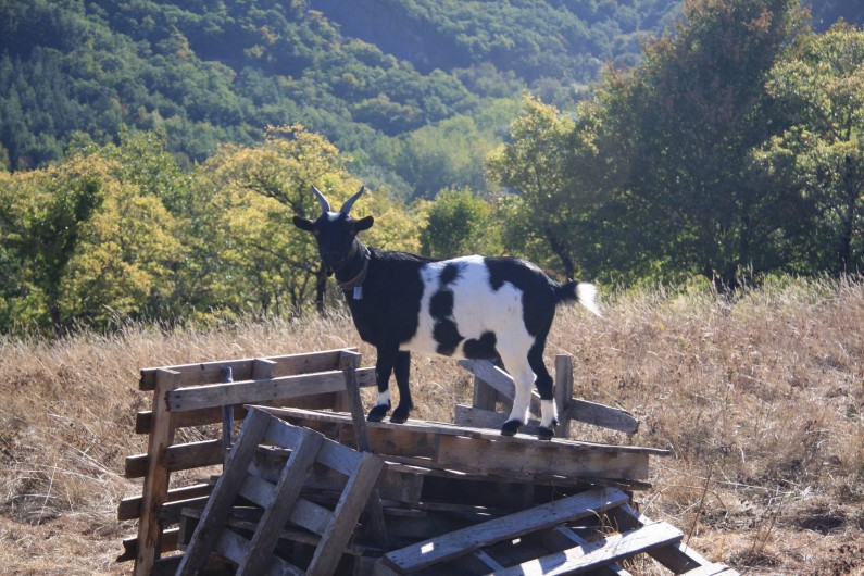 Location de vacances - Gîte à Escoussens - les animaux de ferme font partie de notre environnement