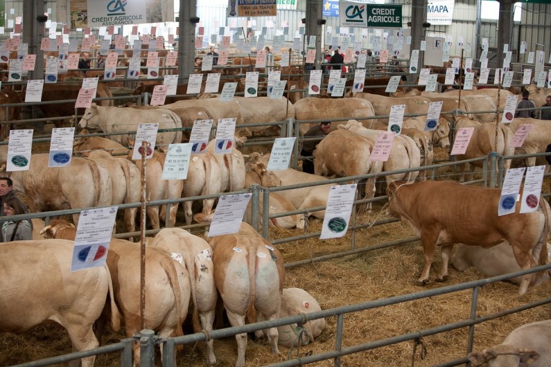 Location de vacances - Chalet à Rieupeyroux - Les foires aux veaux