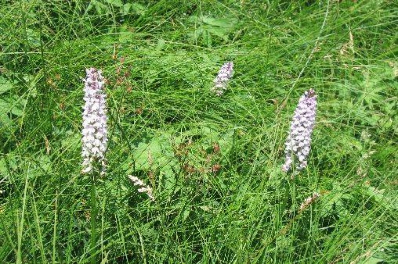 Location de vacances - Gîte à La Bresse