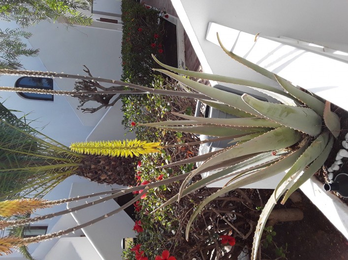 Location de vacances - Appartement à Costa Teguise