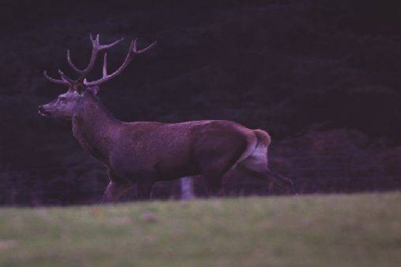Location de vacances - Gîte à Saint-Quay-Perros
