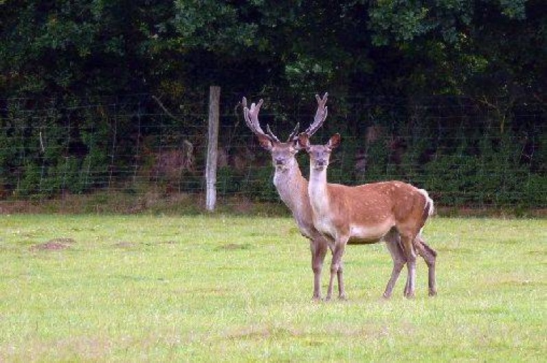Location de vacances - Gîte à Saint-Quay-Perros