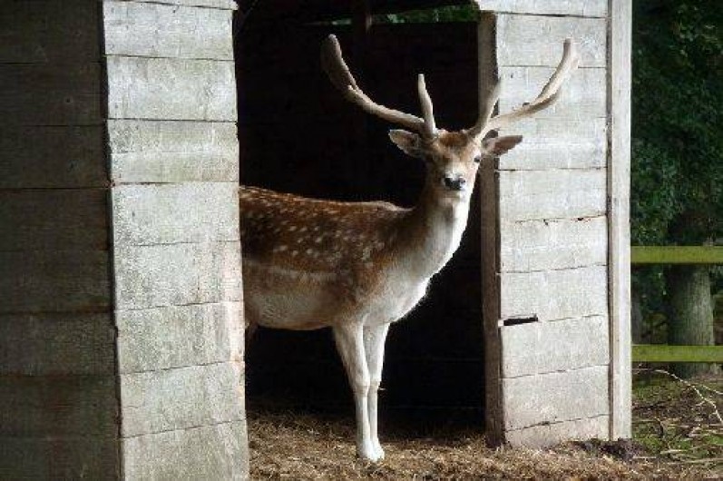 Location de vacances - Gîte à Saint-Quay-Perros