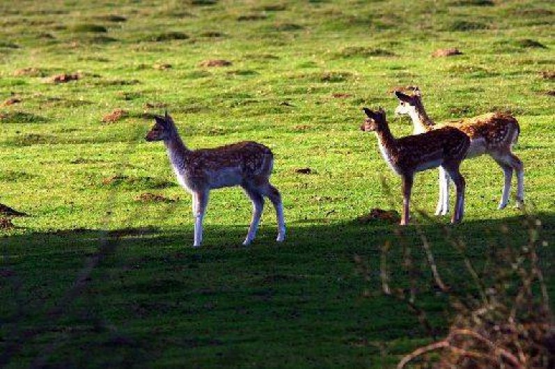 Location de vacances - Gîte à Saint-Quay-Perros