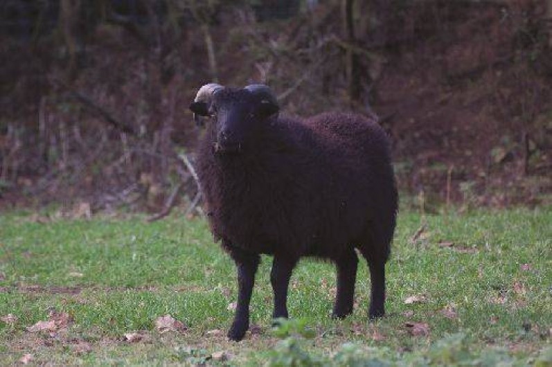 Location de vacances - Gîte à Saint-Quay-Perros