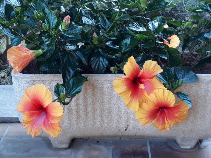 Location de vacances - Villa à Biviers