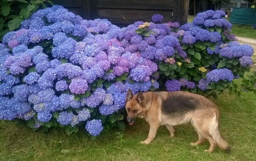 Location de vacances - Maison - Villa à Marsaneix