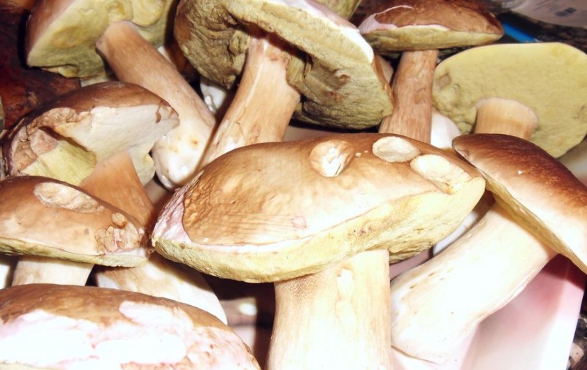 Location de vacances - Maison - Villa à Marsaneix