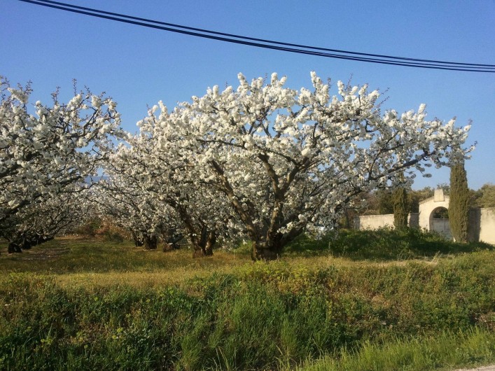 Location de vacances - Villa à Bédoin