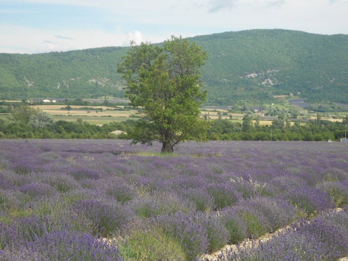 Location de vacances - Villa à Bédoin