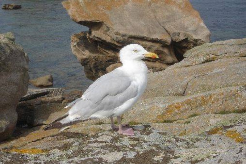 Location de vacances - Maison - Villa à Plouhinec