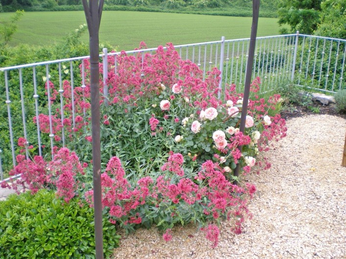 Location de vacances - Gîte à Tharaux - Terrasse  fleurie