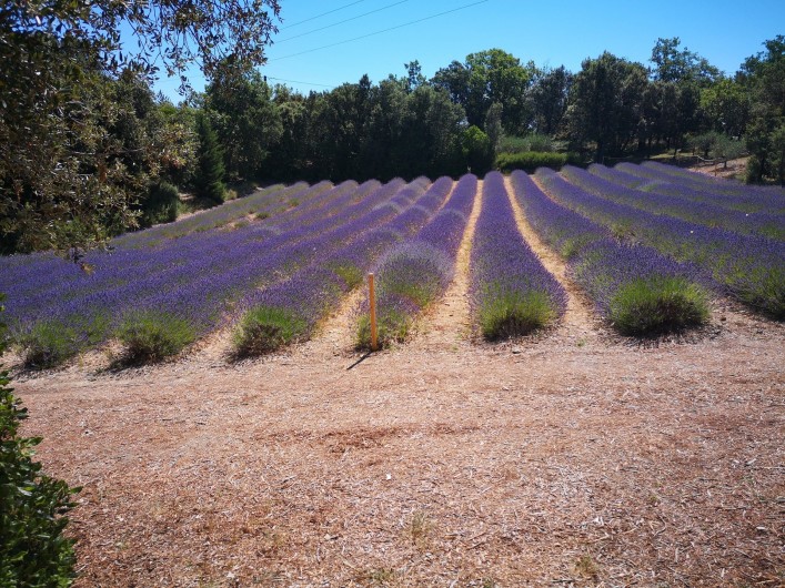 Location de vacances - Gîte à Tharaux - Symbole de la Provence : les champs de lavandes
