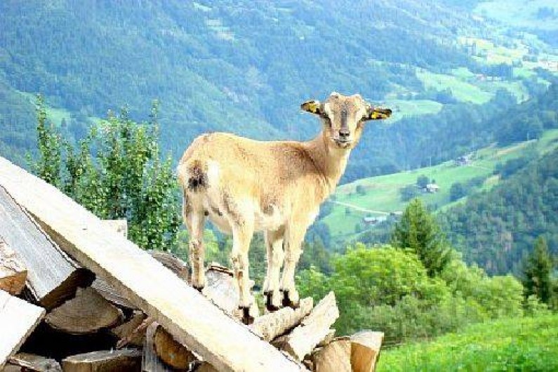 Location de vacances - Chalet à Beaufort